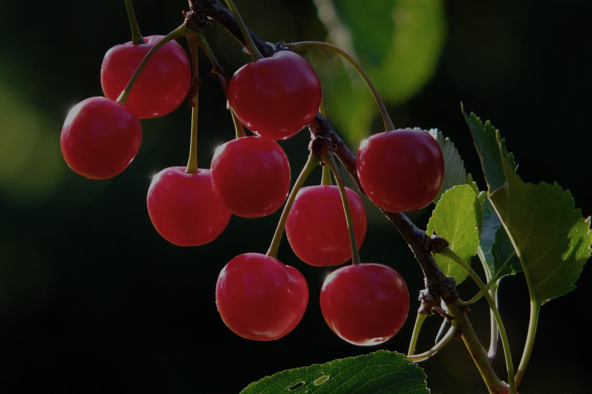 Cherry Tree: A Lesson In Honor